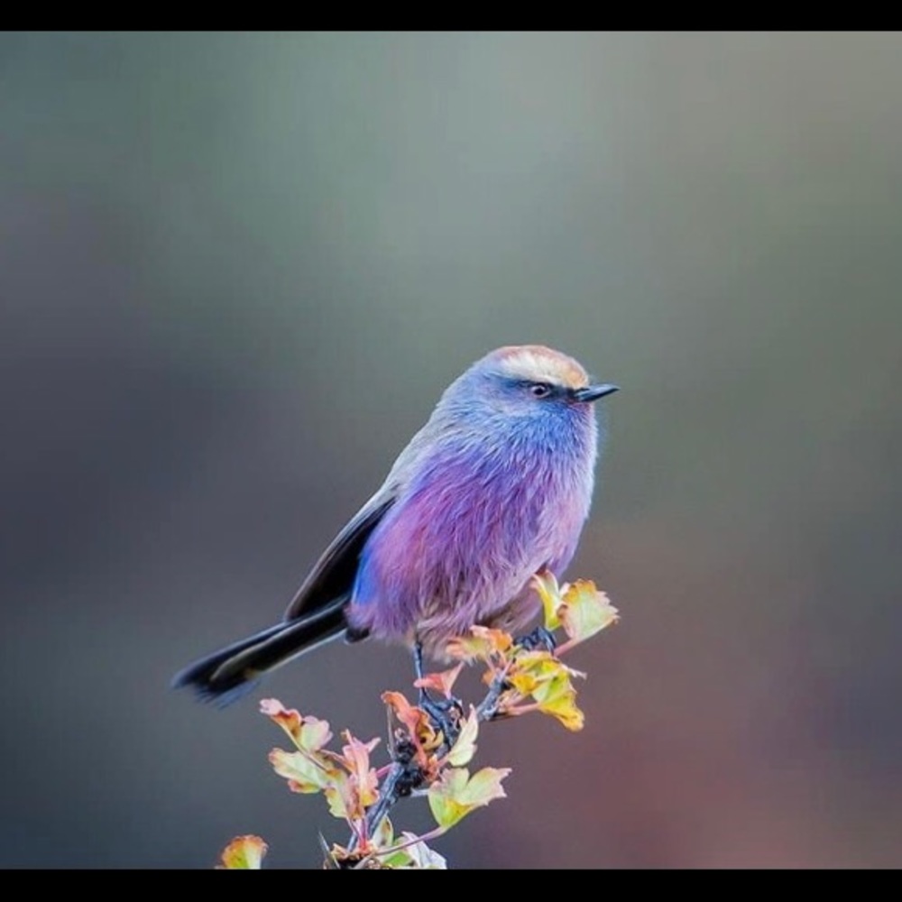 Meet your Posher, Robyn